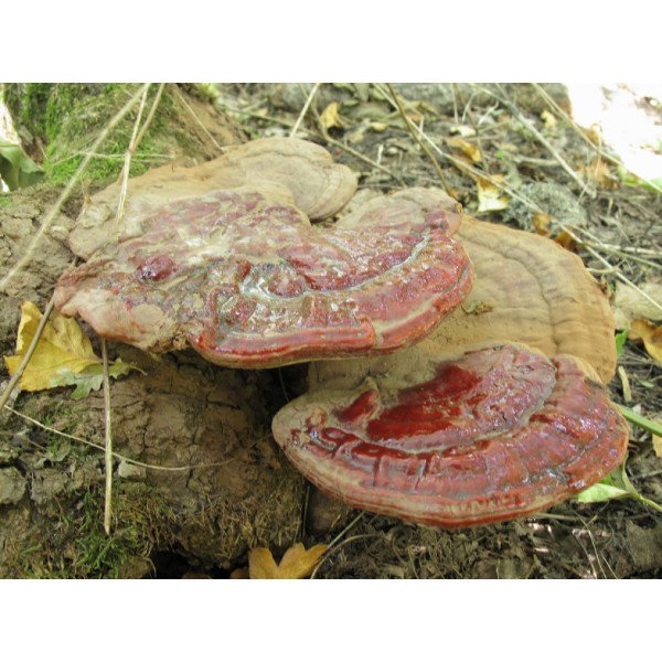 Мицелий гриба Рейши /20 палочек/ *Futar*