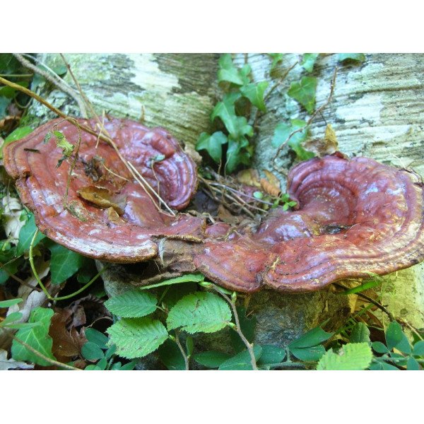 Мицелий гриба Рейши /20 палочек/ *Futar*