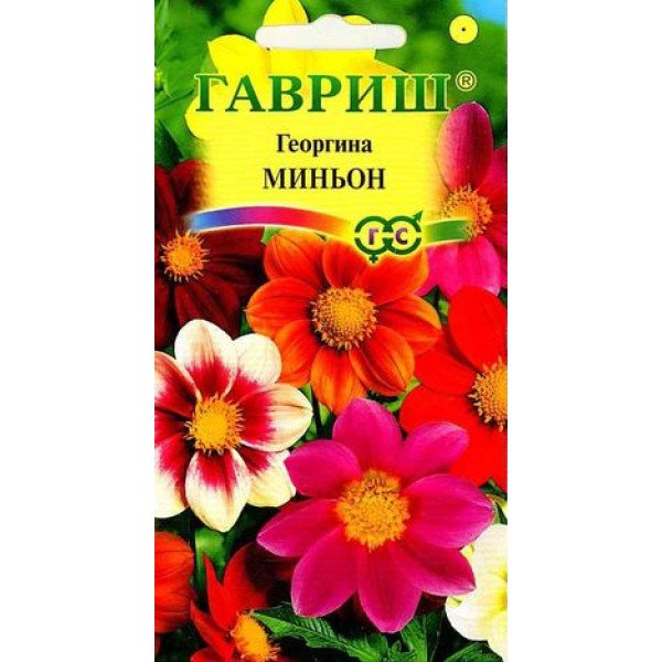 Насіння жоржини Міньйон суміш /0,5 г/ *Гавриш*