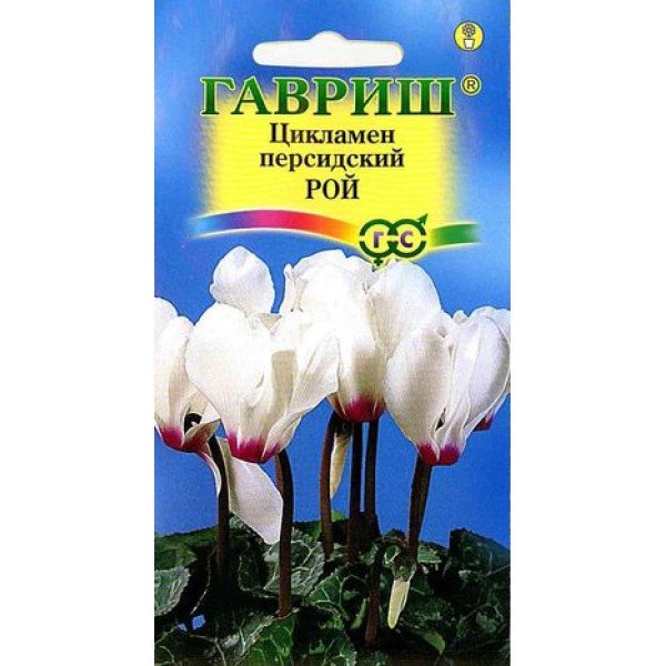 Семена цикламена Стриата /3 семечка/ *Гавриш*