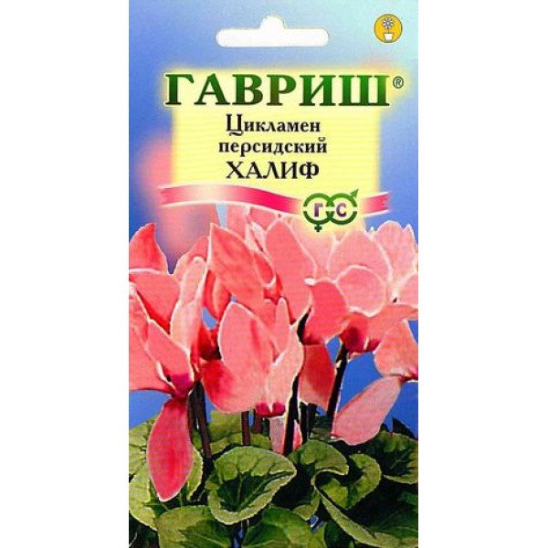 Семена цикламена Халиф /3 семечка/ *Гавриш*