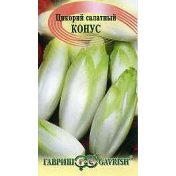 Насіння цікорного салату витлуф Конус /0,1 г/ *Гавриш*