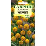 Краспедия Мерлин /5 семян/ *Гавриш*