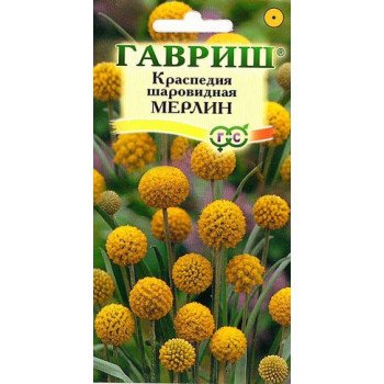 Краспедия Мерлин /5 семян/ *Гавриш*