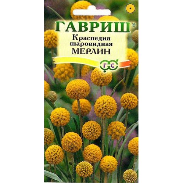 Насіння краспедії Мерлін /5 насінин/ *Гавриш*