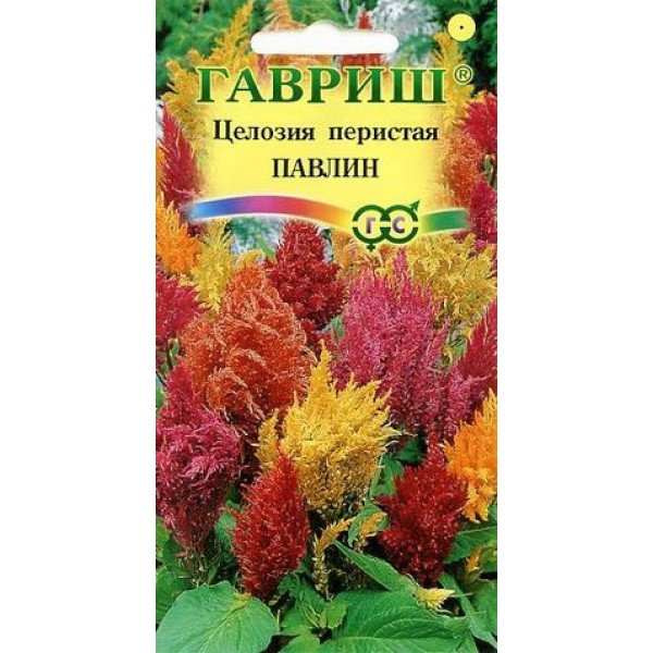 Семена целозии перистой Павлин смесь /0,1 г/ *Гавриш*