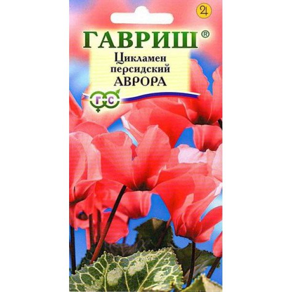 Семена цикламена Аврора /3 семечка/ *Гавриш*