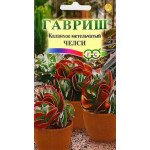 Каланхое волотисте Челсі /10 насінин/ *Гавриш*