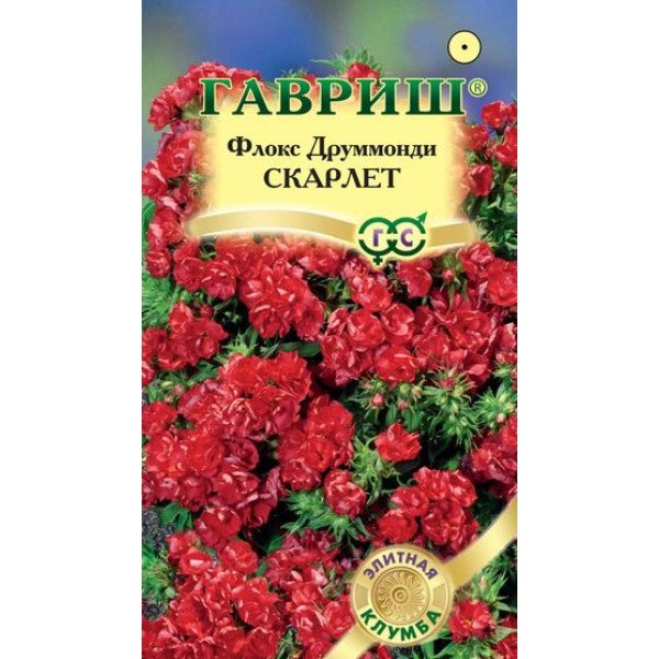 Флокс Скарлет /8 семян/ *Гавриш*