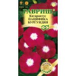 Катарантус Пацифика бургундия /7 семян/ *Гавриш*