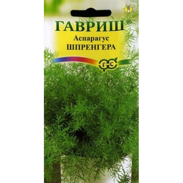 Насіння аспарагуса Шпренгера /5 насінин/ *Гавриш*
