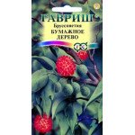 Бруссонетія Паперове дерево /3 насінини/ *Гавриш*