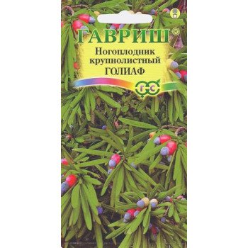 Ногоплодник круглолистный Голиаф /3 семечка/ *Гавриш*