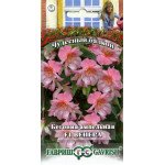 Бегония Венера F1 /4 семечка/ *Гавриш*