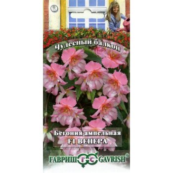 Бегония Венера F1 /4 семечка/ *Гавриш*
