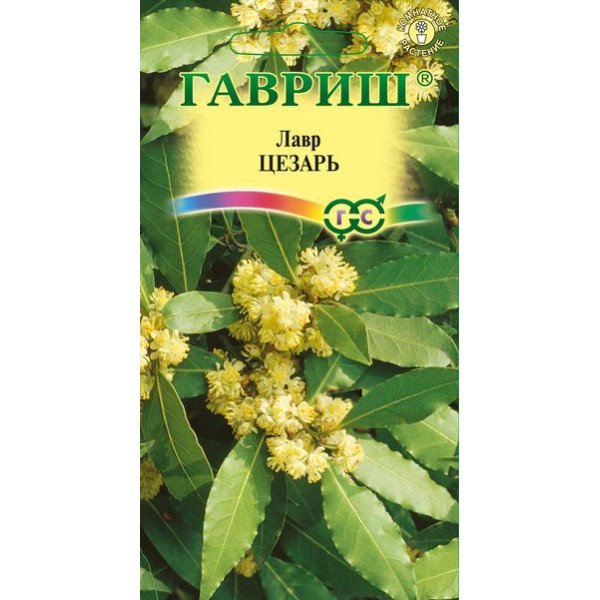 Лавр благородний Цезар /3 насінини/ *Гавриш*