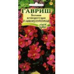 Бегонія Акорд F1 пурпурова /5 насінин/ *Гавриш*