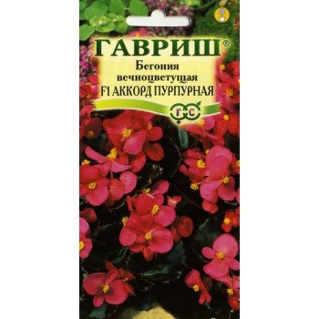 Бегония Аккорд F1 пурпурная /5 семян/ *Гавриш*