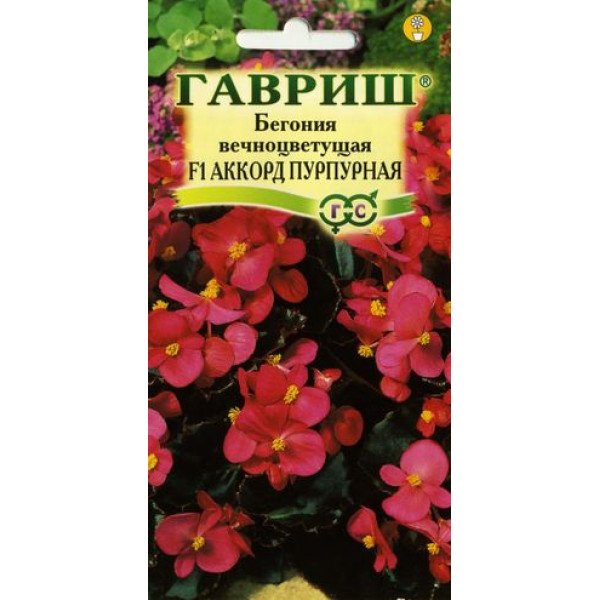Бегонія Акорд F1 пурпурова /5 насінин/ *Гавриш*