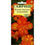 Бегония Галатея F1 /4 семечка/ *Гавриш*