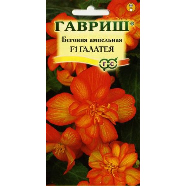 Бегонія Галатея F1 /4 насінини/ *Гавриш*
