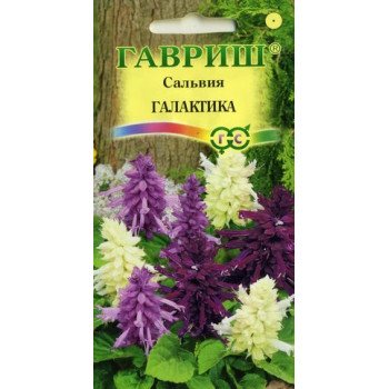 Сальвія Галактика карликова суміш /8 насінин/ *Гавриш*