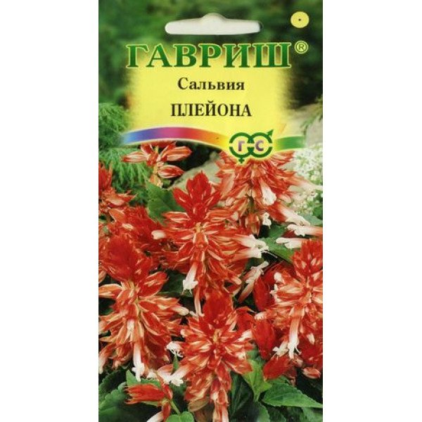 Сальвія Плейона карликова /5 насінин/ *Гавриш*
