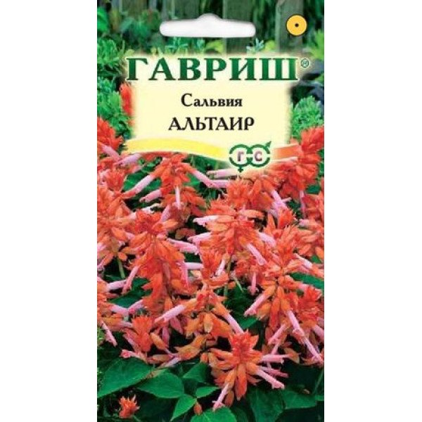 Сальвія Альтаір карликова /5 насінин/ *Гавриш*