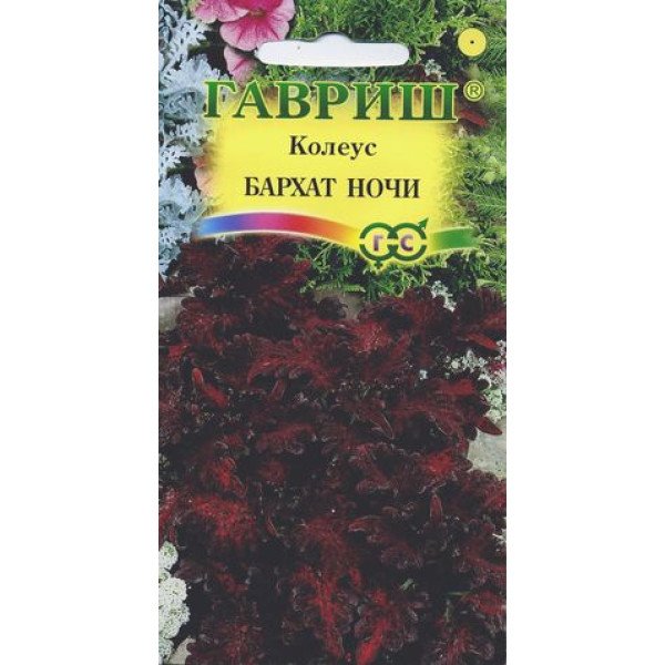 Колеус Бархат ночи /5 семян/ *Гавриш*