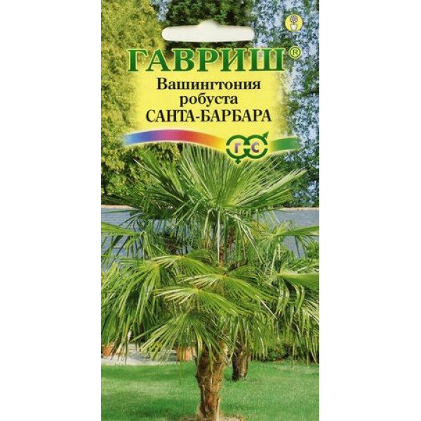 Вашингтонія потужна Санта-Барбара /3 насінини/ *Гавриш*