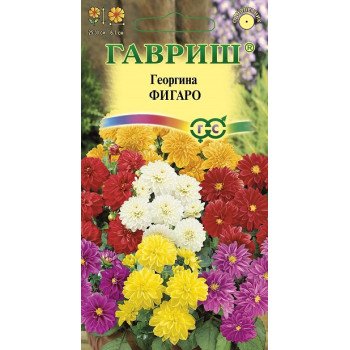 Георгина Фигаро /10 семян/ *Гавриш*