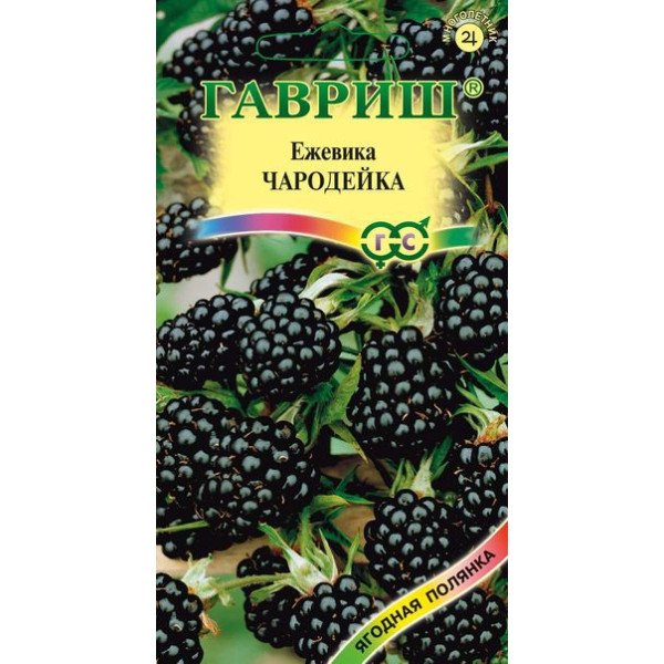 Семена ежевики Чародейка /10 семян/ *Гавриш*