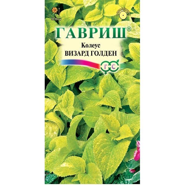 Семена колеуса Визард Голден /5 семян/