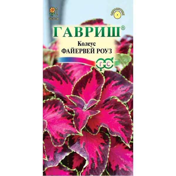 Колеус Файєрвей Роуз /5 насінин/ *Гавриш*