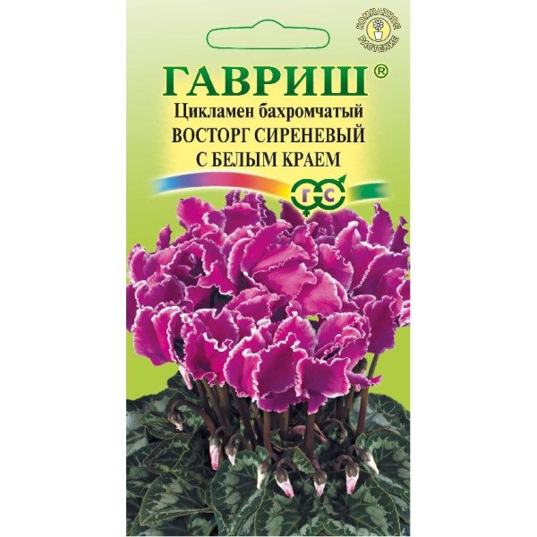 Семена цикламена махрового Восторг сиреневый с белым краем /3 семечка/ *Гавриш*