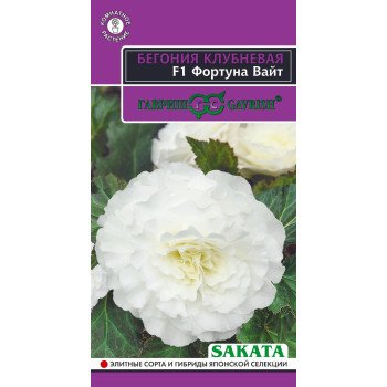 Бегонія Фортуна F1 вайт /4 насінини/ *Гавриш*