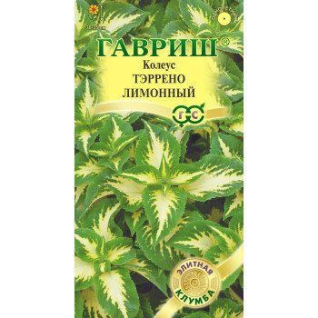 Колеус Тэррено лимонный /5 семян/ *Гавриш*