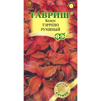 Колеус Тэррено румяный /5 семян/ *Гавриш*