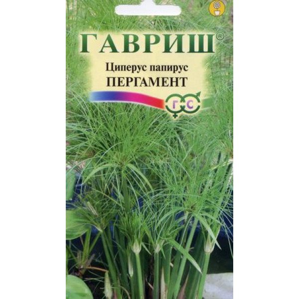 Насіння циперуса папірусу Пергамент /3 насінин/ *Гавриш*