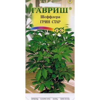 Шеффлера Грин Стар /3 семечка/ *Гавриш*