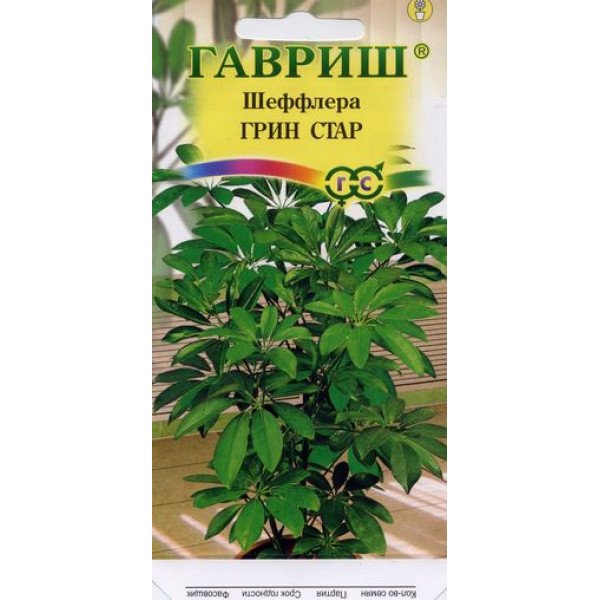Семена шеффлеры Грин Стар /3 семечка/ *Гавриш*