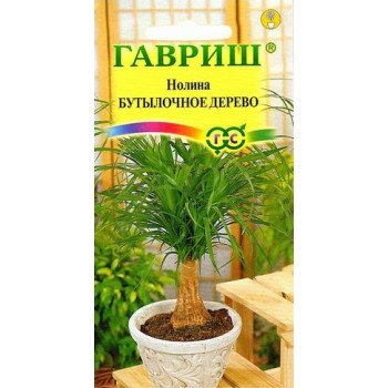Нолина Бутылочное дерево /3 семечка/ *Гавриш*