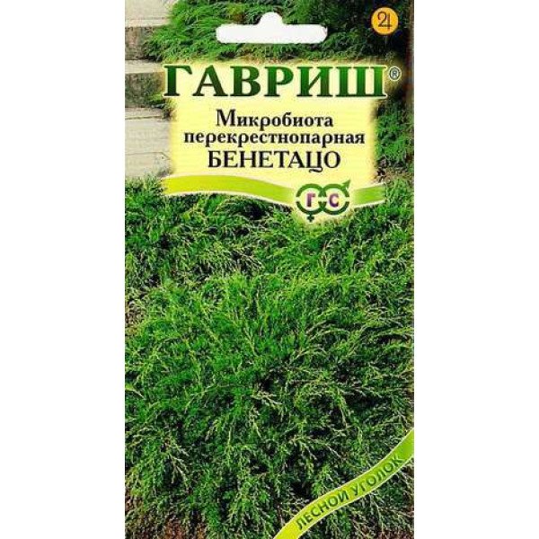 Семена микробиота Бенетацо /0,05 г/ *Гавриш*