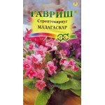Стрептокарпус гибридный Мадагаскар смесь /5 семян/ *Гавриш*