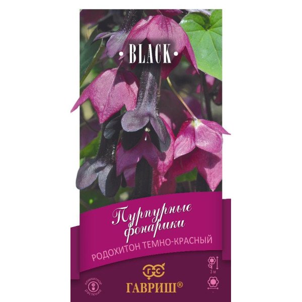Родохітон Пурпурові ліхтарики /5 насінин/ *Гавриш*