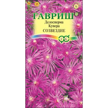 Делосперма Купера Созвездие /10 семян/ *Гавриш*