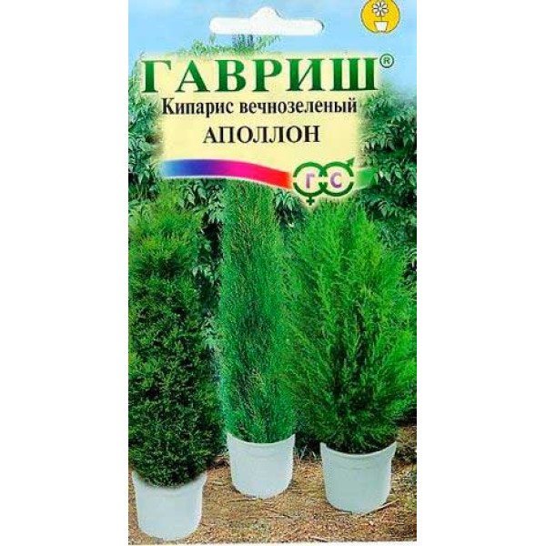 Насіння кипариса вічнозеленого Апполон /0,1 г/ *Гавриш*