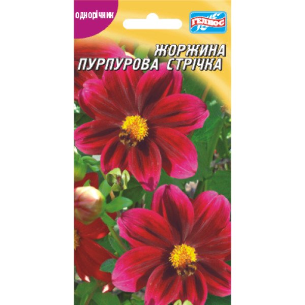 Насіння жоржини Пурпурова стрічка /20 насінин/ *Геліос*