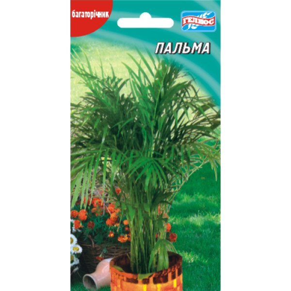 Насіння пальми /3 насінини/ *Геліос*