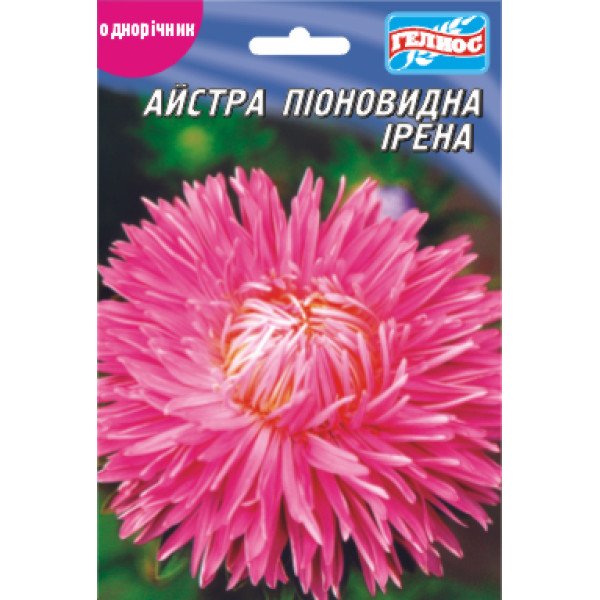 Насіння айстри Ірена /100 насінин/ *Геліос*